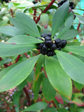 Botanical Face Balm